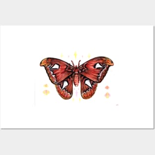 Atlas Moth Posters and Art